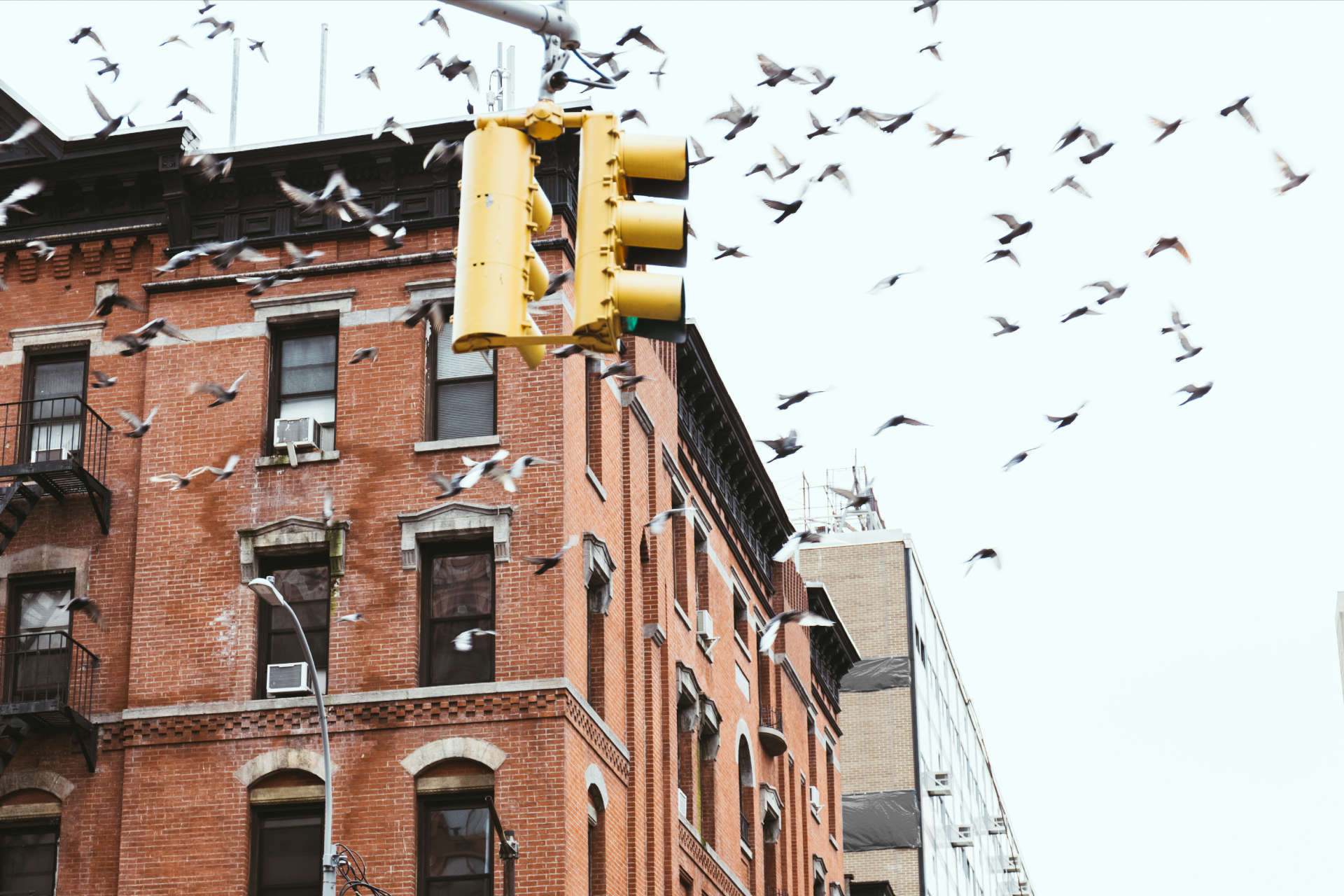urban bird control